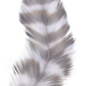 Feather PNG