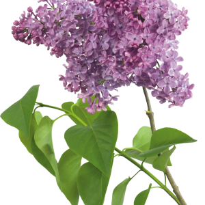 Lilac PNG
