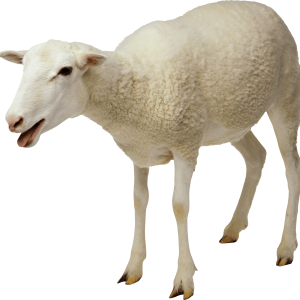 sheep PNG image