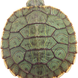 Turtle PNG