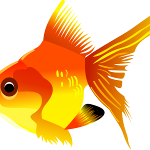 gold fish PNG image