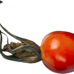 Rose hip PNG