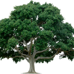tree png image, free download, picture