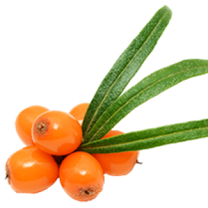 Sea buckthorn PNG