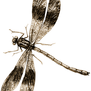Dragonfly PNG
