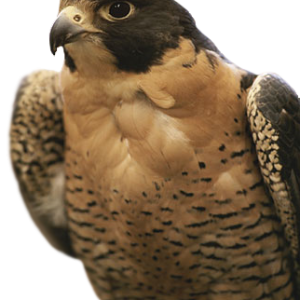 Falcon PNG