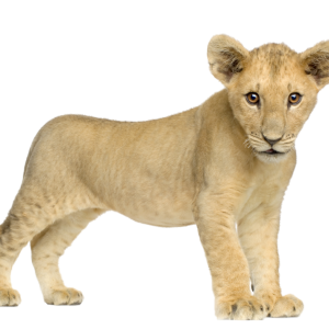 Lion PNG image, free image download, picture, lions