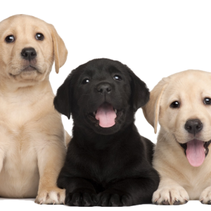 Labrador Retriever PNG