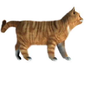 Cat PNG image, kitten png