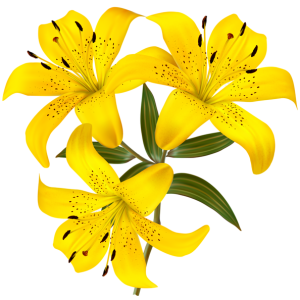 Lilium PNG