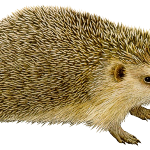 Hedgehog PNG
