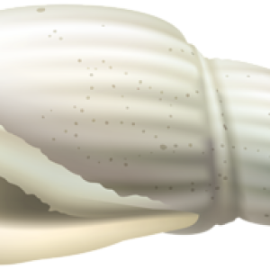 Seashell PNG
