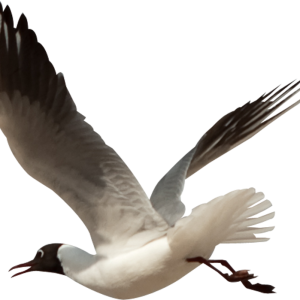 Bird PNG