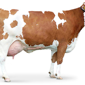brown Cow PNG image