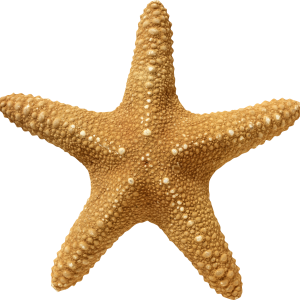 Starfish PNG
