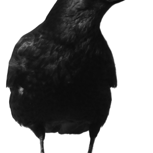 Black crow PNG image