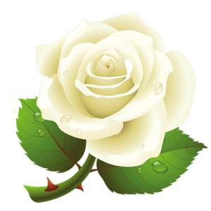 White rose PNG image, flower white rose PNG picture