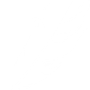 Feather PNG