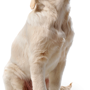 dog PNG image