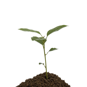 Soil PNG