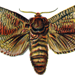 Moth PNG