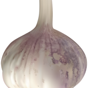 Garlic PNG