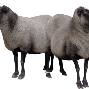 sheeps PNG image