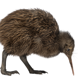 Bird PNG