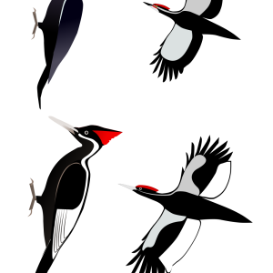 Woodpecker PNG