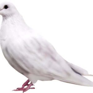 Pigeon PNG