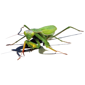 Mantis PNG