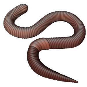 earthworm worm PNG