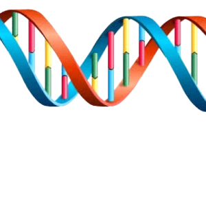 DNA PNG