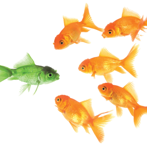 Goldfish PNG