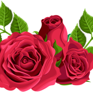 Rose PNG