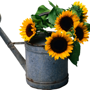 Sunflower PNG