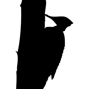 Woodpecker PNG