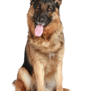 German Shepherd PNG