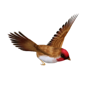 Bird PNG
