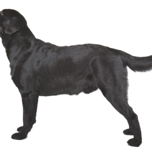 Labrador Retriever PNG