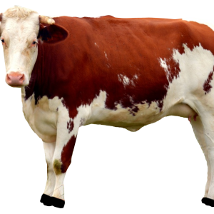 cow PNG