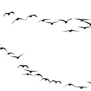 Bird PNG