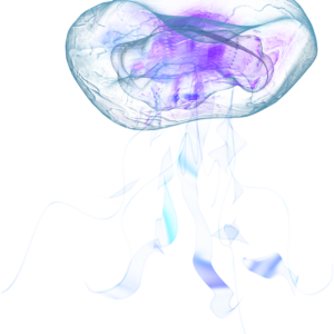 Jellyfish PNG