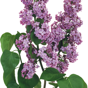 Lilac PNG