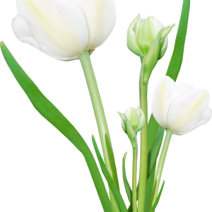 Bouquet flowers PNG