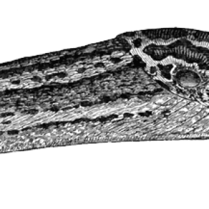 Slug PNG