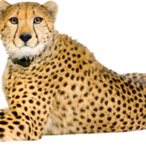 Cheetah PNG