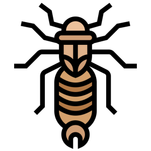 Earwig PNG