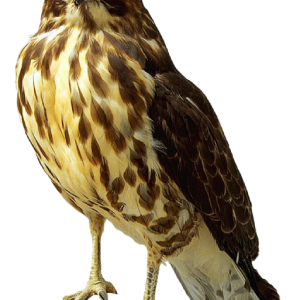 Falcon PNG