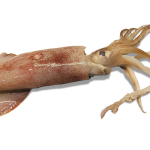 Squid PNG